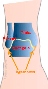 Anatomie de la cheville : la place des ligaments