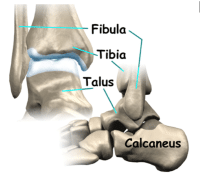 Arthrose de la cheville : anatomie
