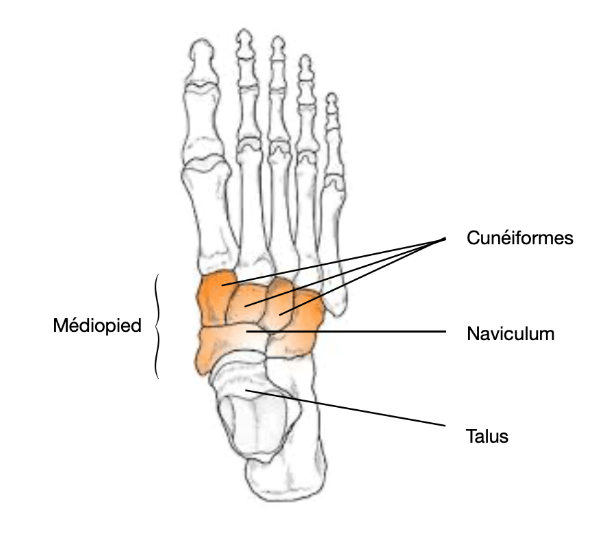 Pathologie du pied : anatomie de l'os naviculaire