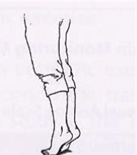 Protocole de Stanish : exercice de montée de marche en appui sur les deux pointes de pied