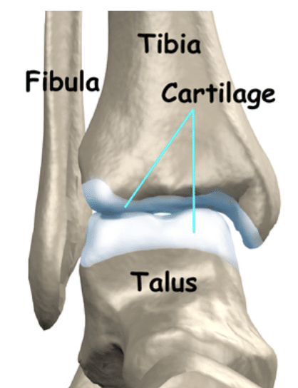 Cartilage : tissu conjonctif dense et élastique