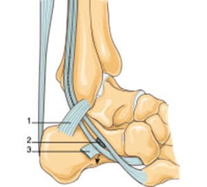 tendons fibulaires (ou péroniers)