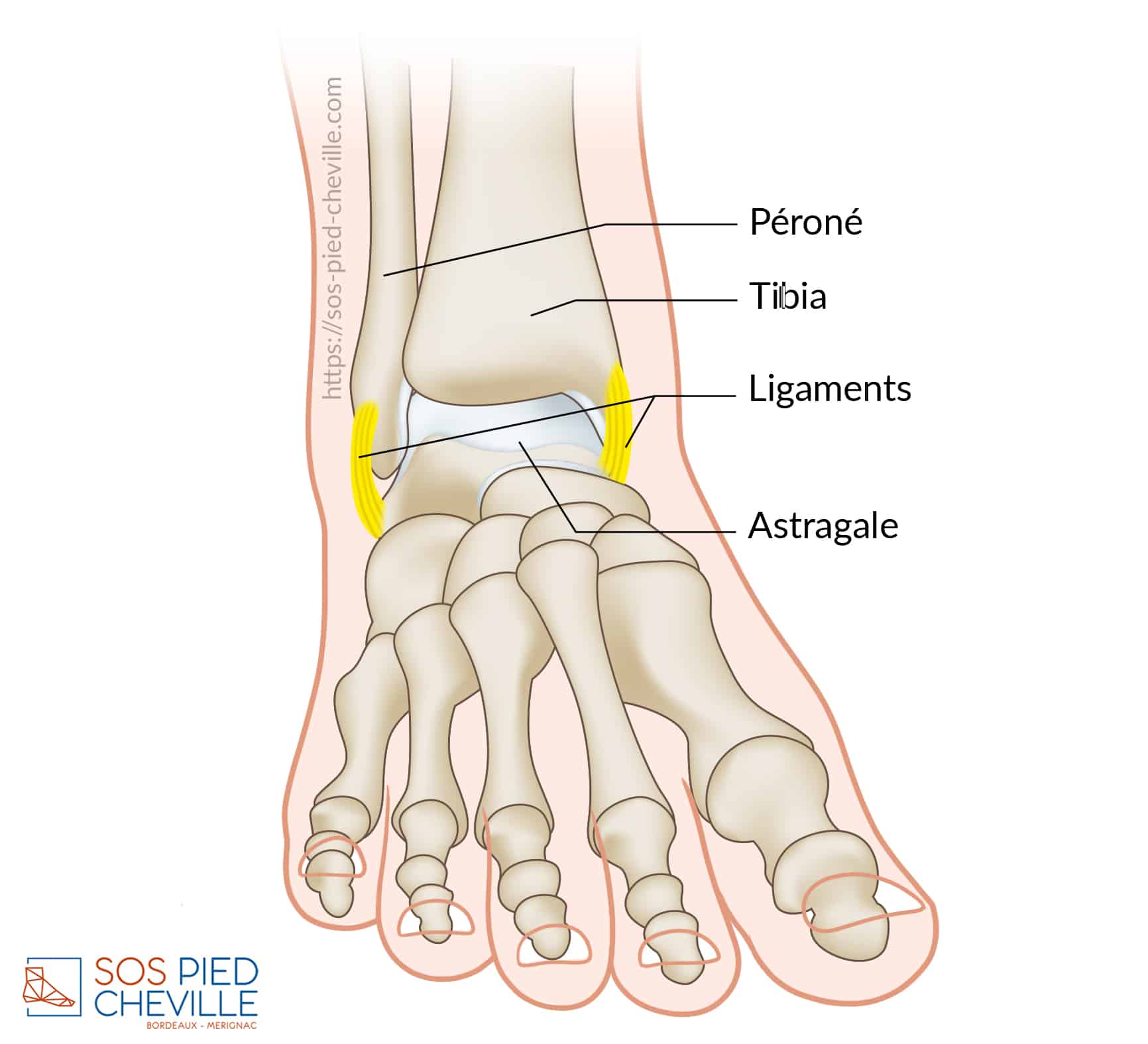 Anatomie Du Pied Gauche
