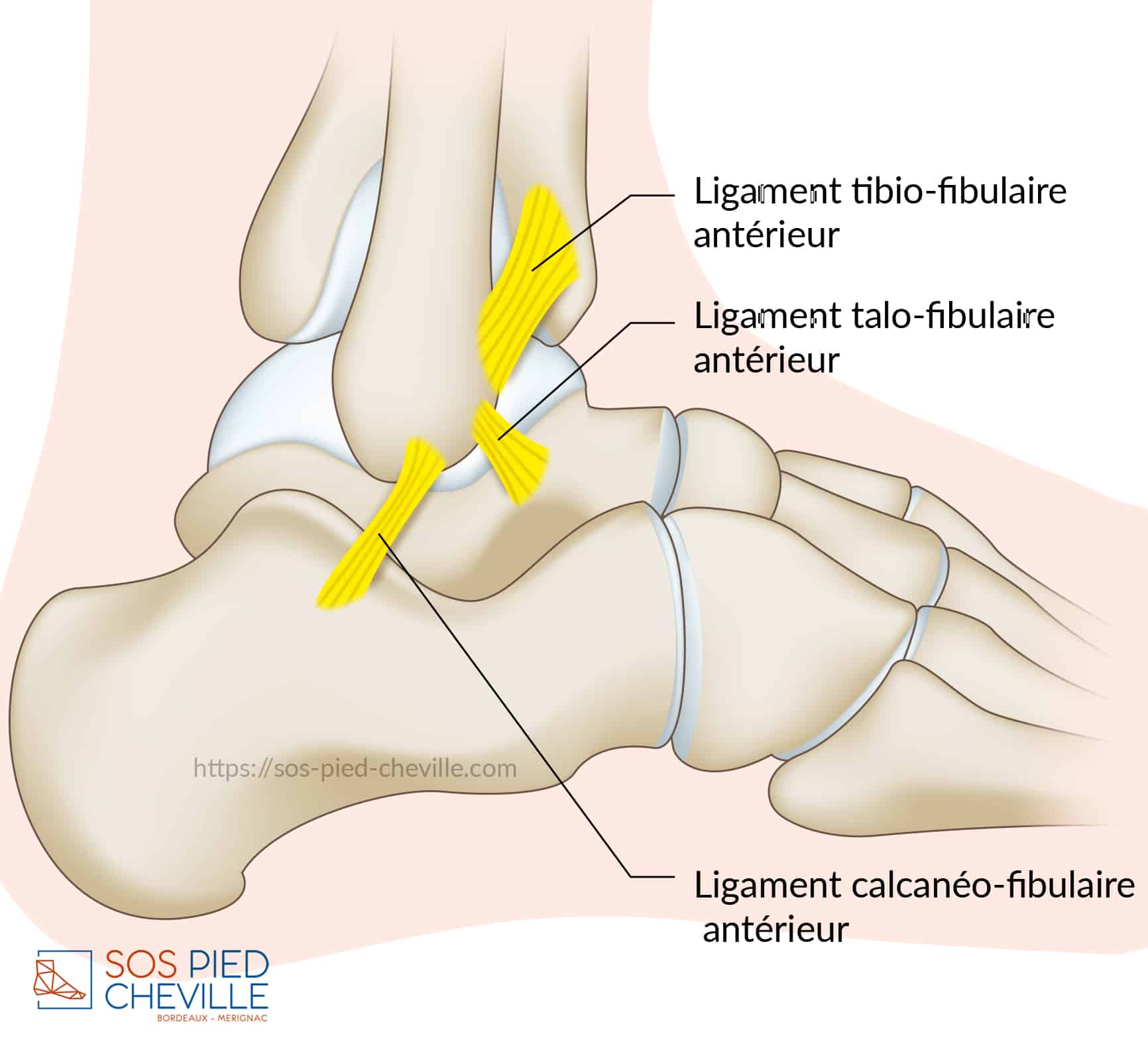 Vue latérale des ligaments de la cheville