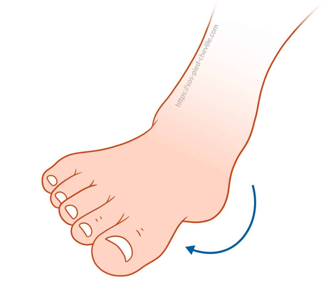 Schéma de flexion plantaire : le pied est poussé vers le bas, premier exercice d’auto-rééducation après une ligamentoplastie