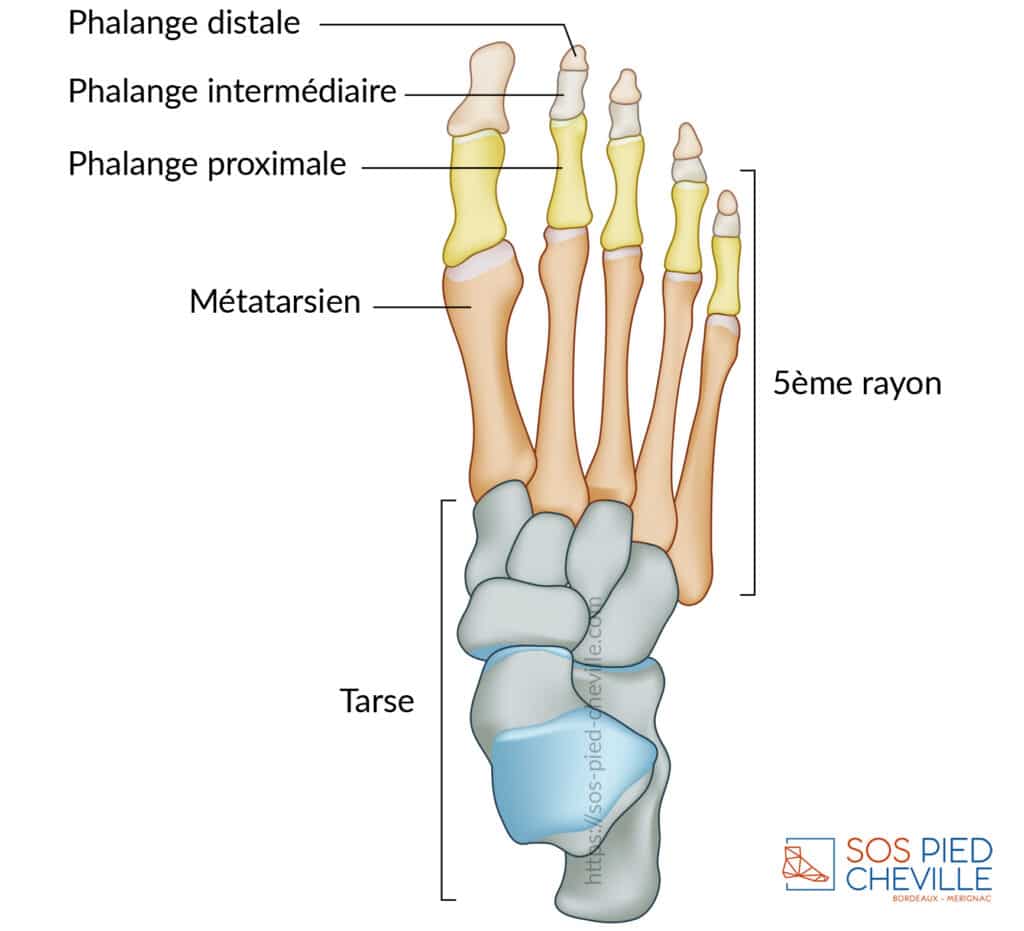 Schéma du squelette du pied : phalanges distale, intermédiaire et proximale, métatarsien du cinquième rayon, et os du tarse