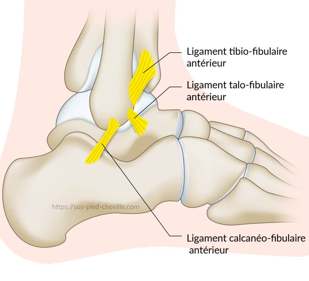 Schéma annoté des ligaments latéraux de la cheville : ligament tibio-fibulaire antérieur, ligament talo-fibulaire antérieur et ligament calcanéo-fibulaire antérieur