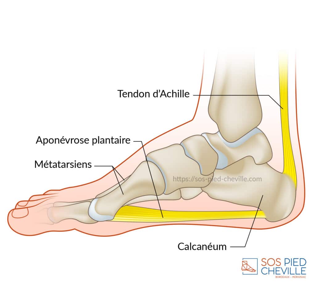 Schéma du pied de profil : le tendon d’Achille, le calcanéum, l’aponévrose plantaire et les métatarsiens