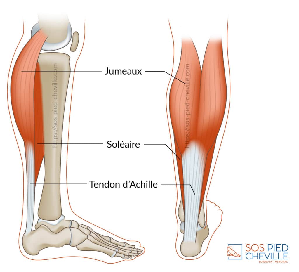 Schémas de la jambe de profil et de dos : les muscles jumeaux, le soléaire et le tendon d’Achille qu’ils forment