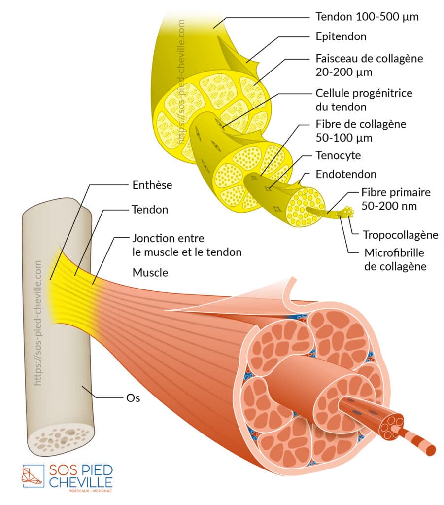 Schéma de la structure d’un tendon : enthèse, jonction entre le muscle et le tendon, épitendon, faisceaux et fibres de collagène, ténocytes